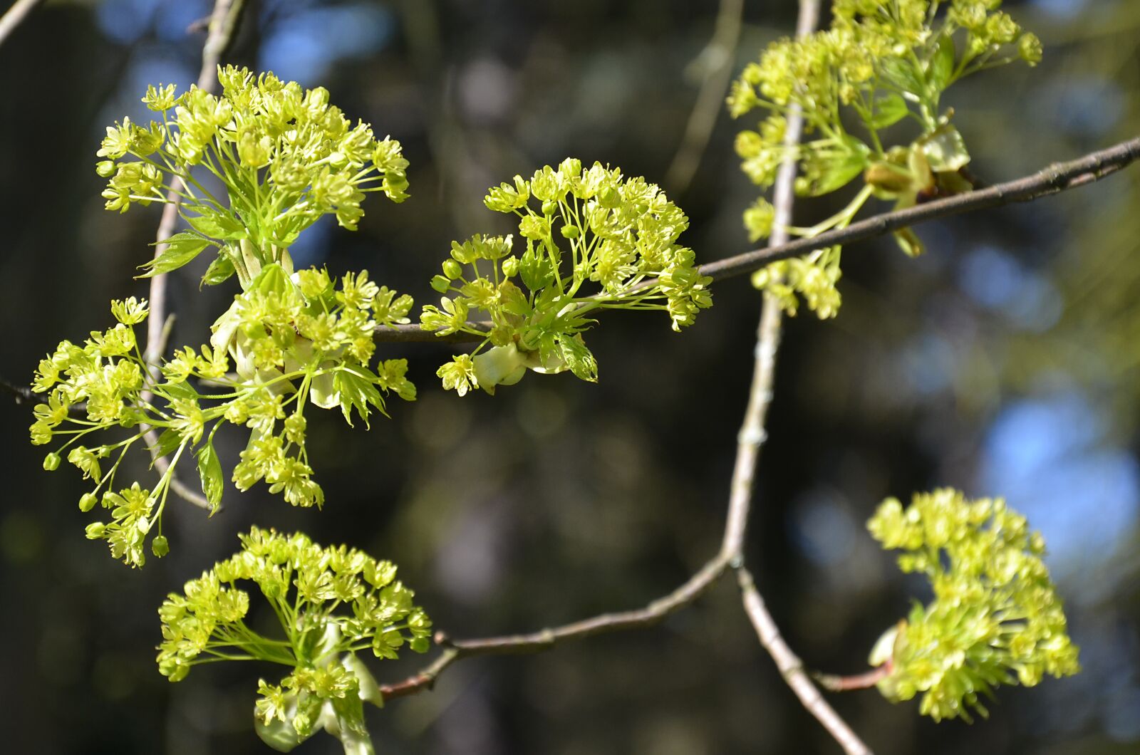 Nikon D5100 sample photo. Flowers, buds, leaves photography