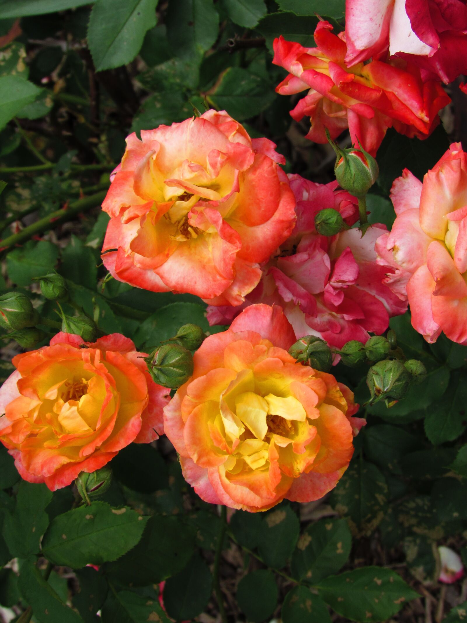 Canon PowerShot SX520 HS sample photo. Flowers, multicolored, blossom photography