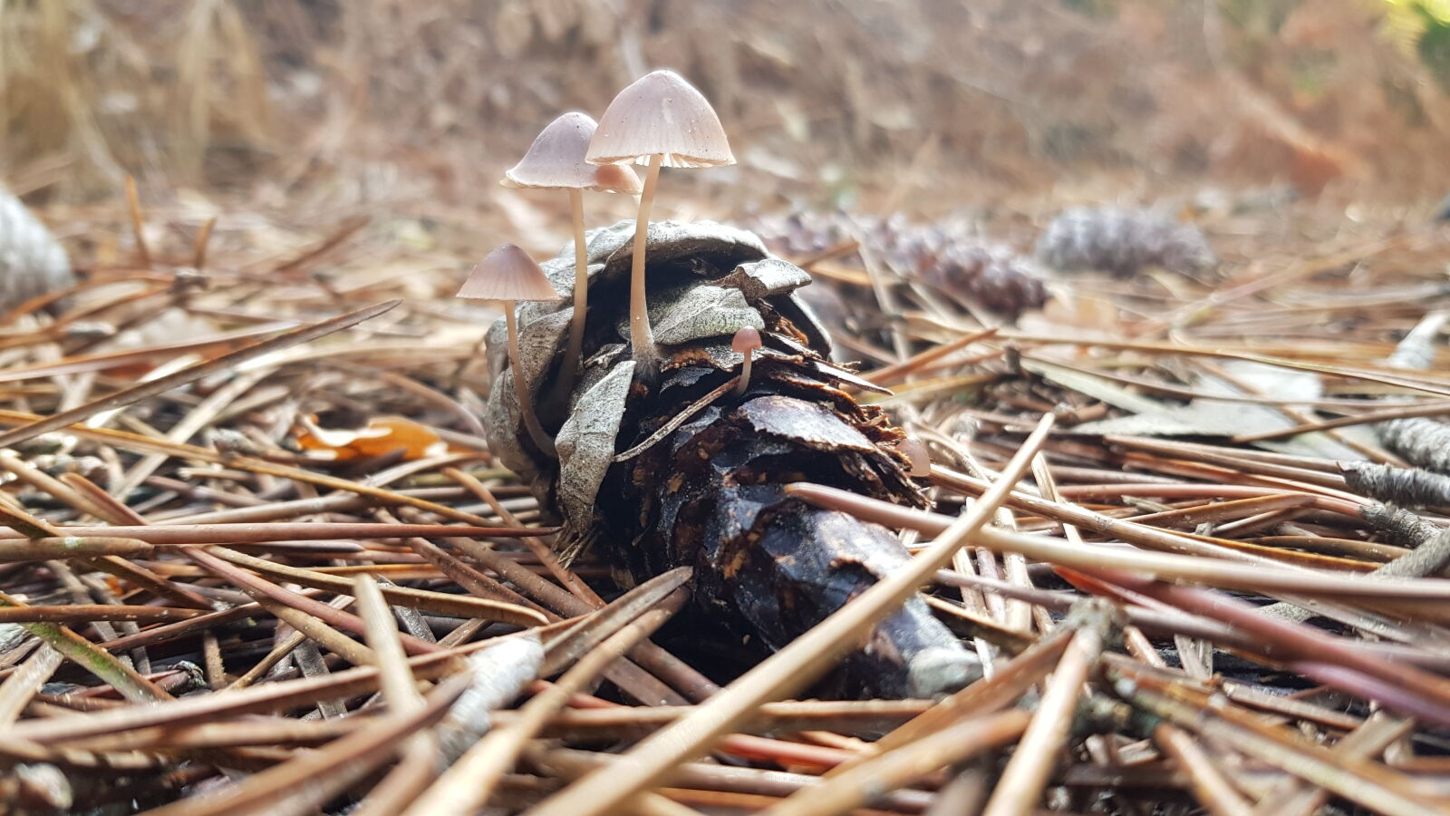 Samsung Galaxy S8 sample photo. Autumn, autumn, colours, blooming photography
