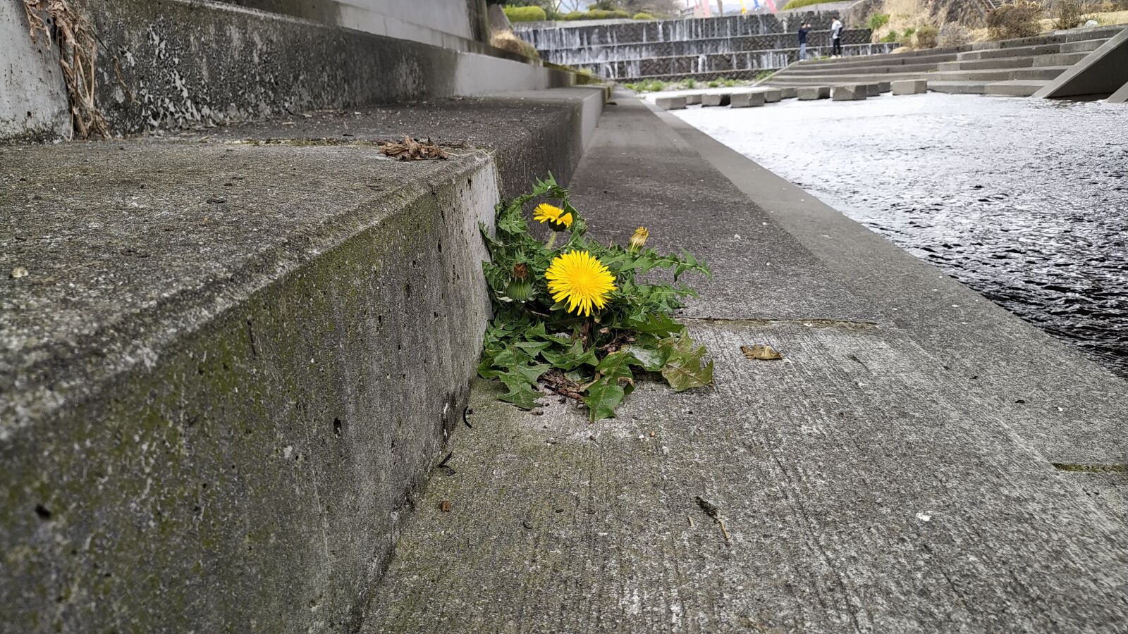 Xiaomi Redmi Note 6 Pro sample photo. Stairs, flower, plant photography