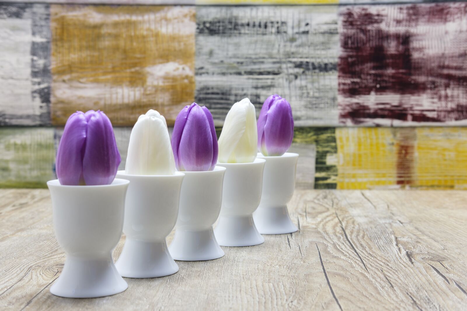 Fujifilm X-T2 + Fujifilm XF 35mm F2 R WR sample photo. Tulips, flowers, tulpenbüten photography