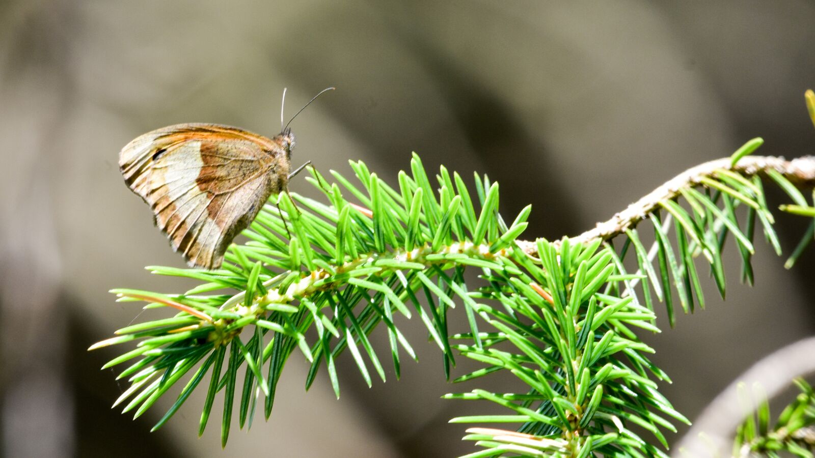 Nikon D7200 sample photo. Butterfly, pine needles, nature photography