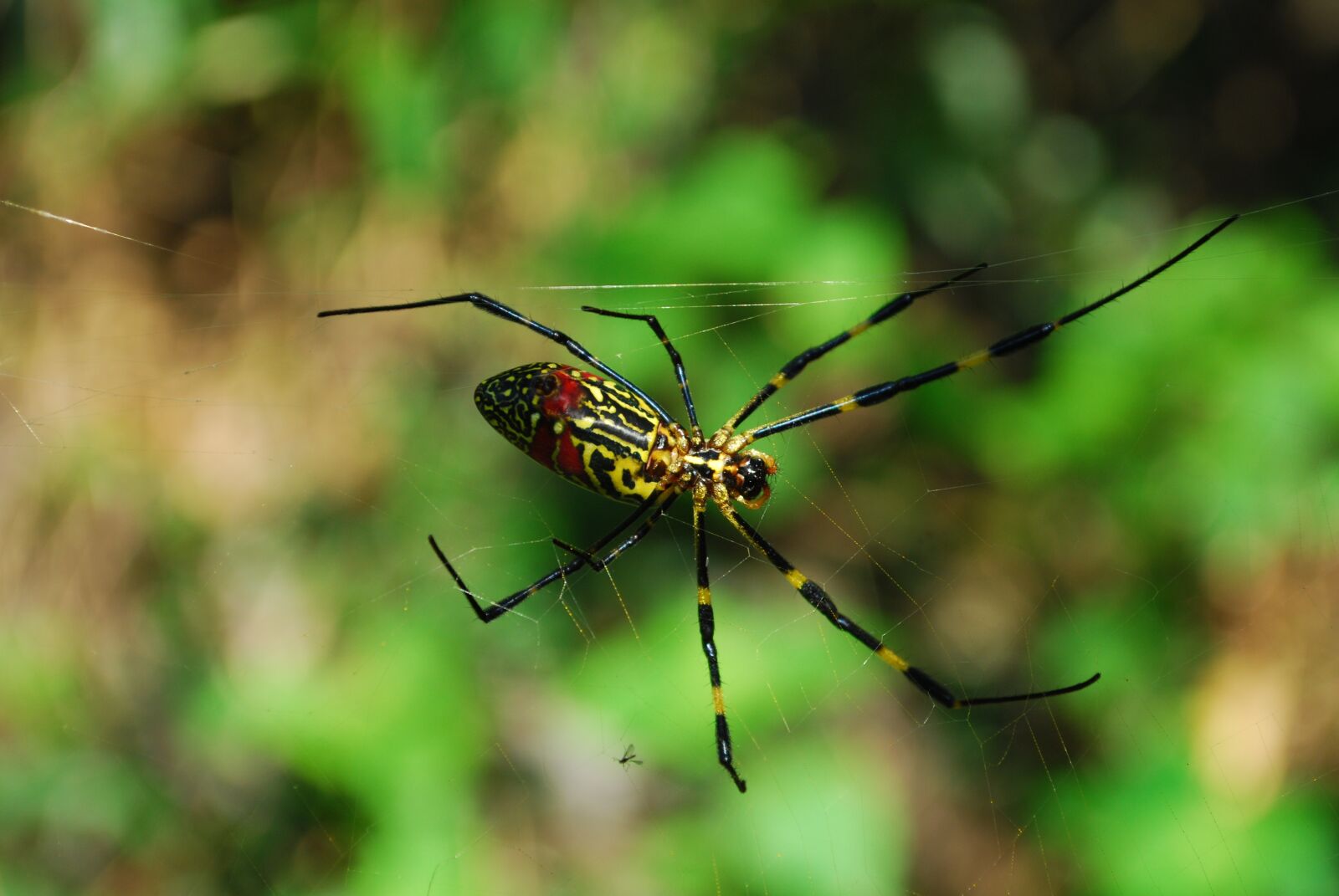 Nikon D60 sample photo. Insects, spider, nature photography