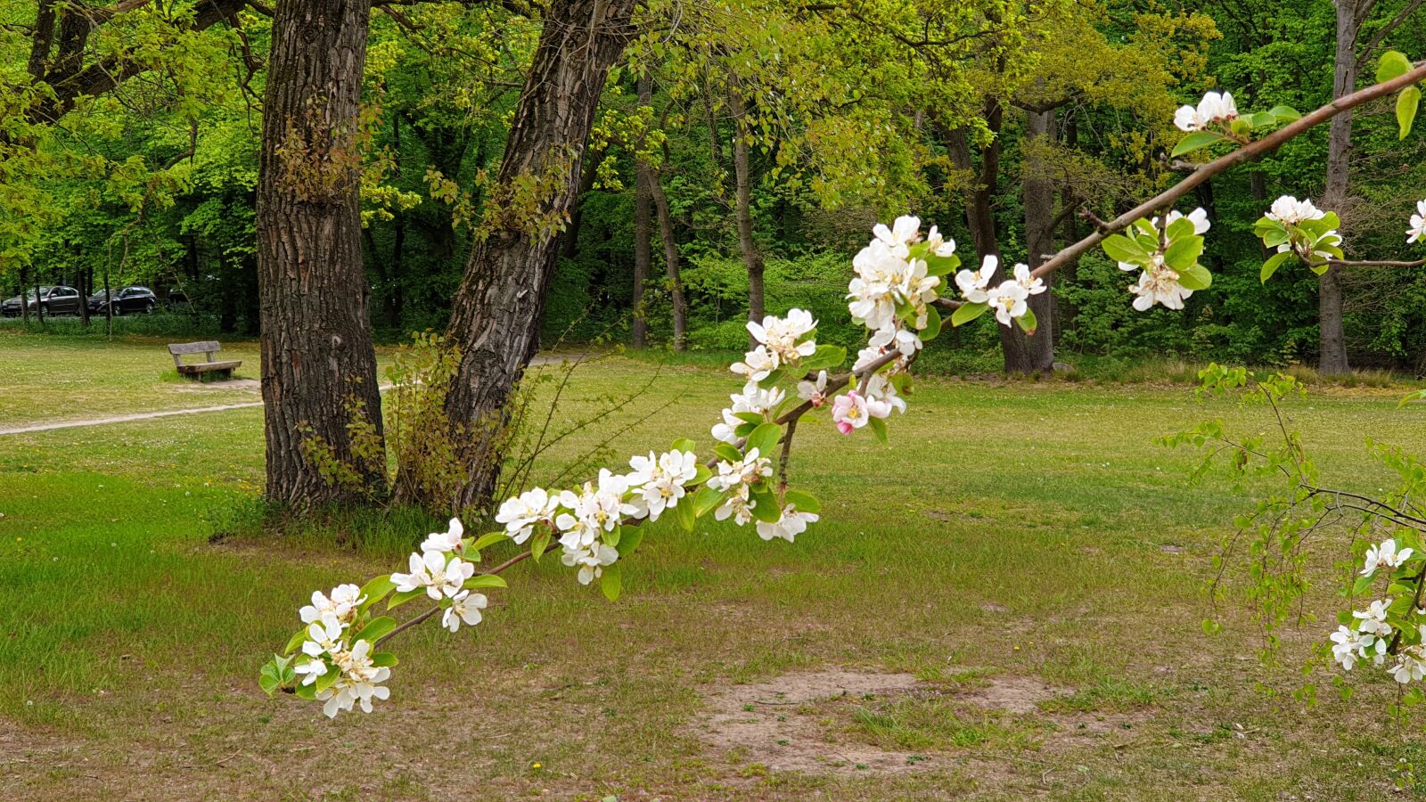 Samsung Galaxy Note9 sample photo. Flower, spring, nature photography