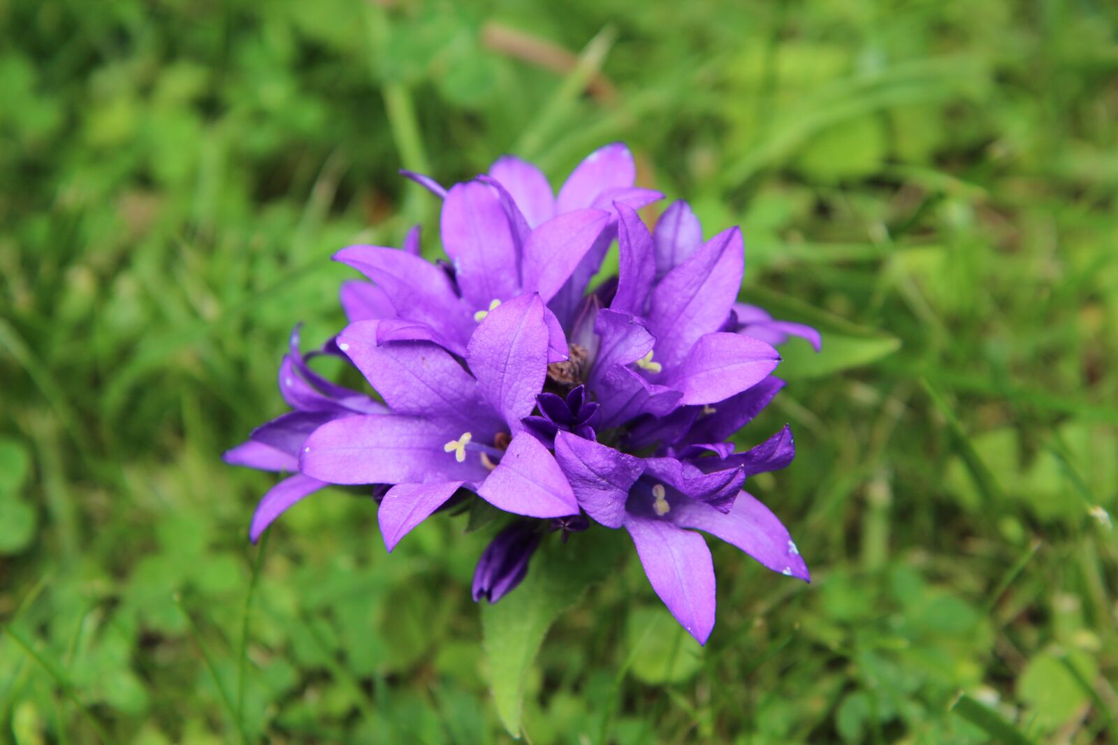 Canon EOS 600D (Rebel EOS T3i / EOS Kiss X5) sample photo. Flowering, summer flowers, nature photography