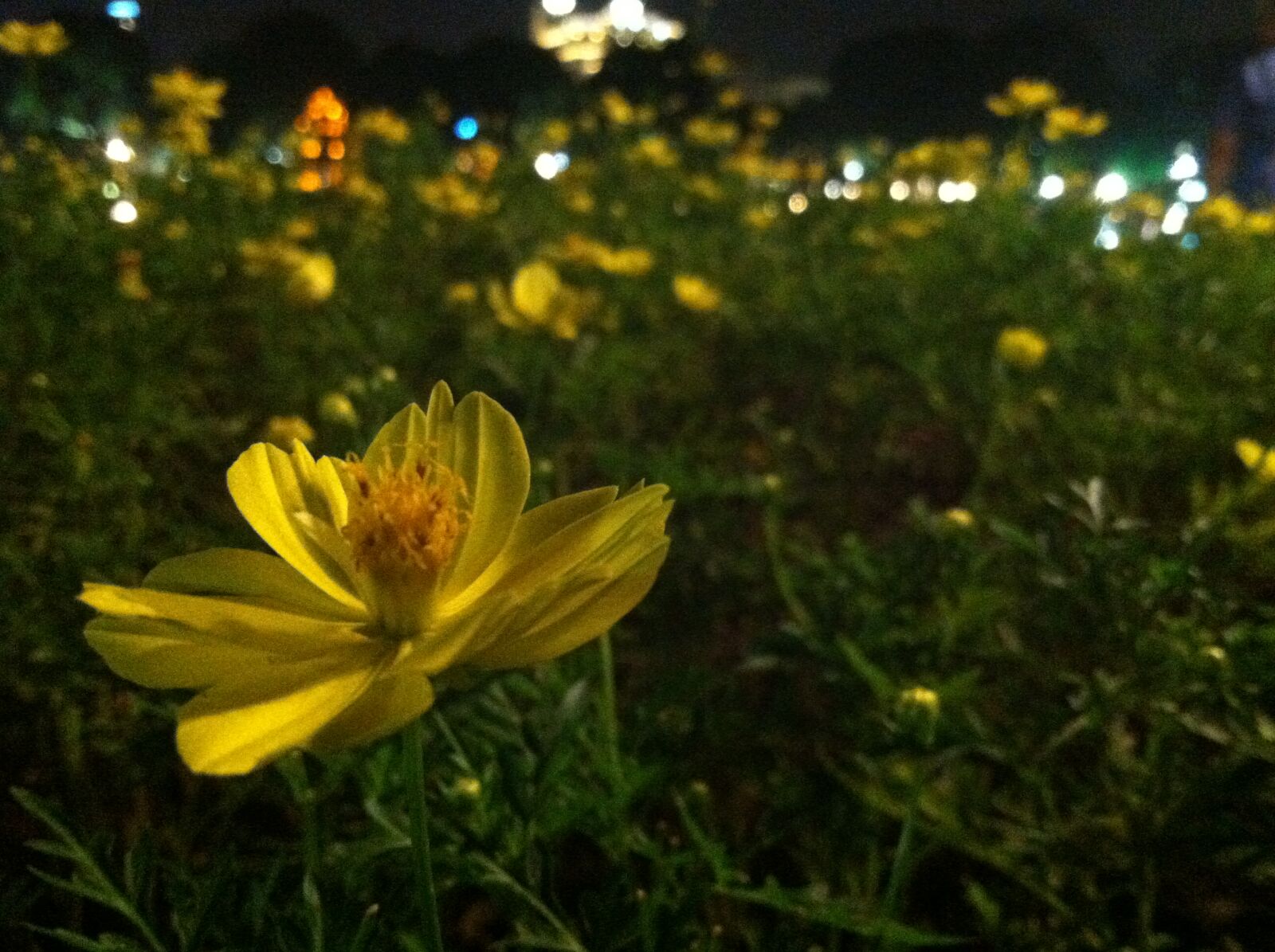 iPhone 4 back camera 3.85mm f/2.8 sample photo. Flower, flowers photography