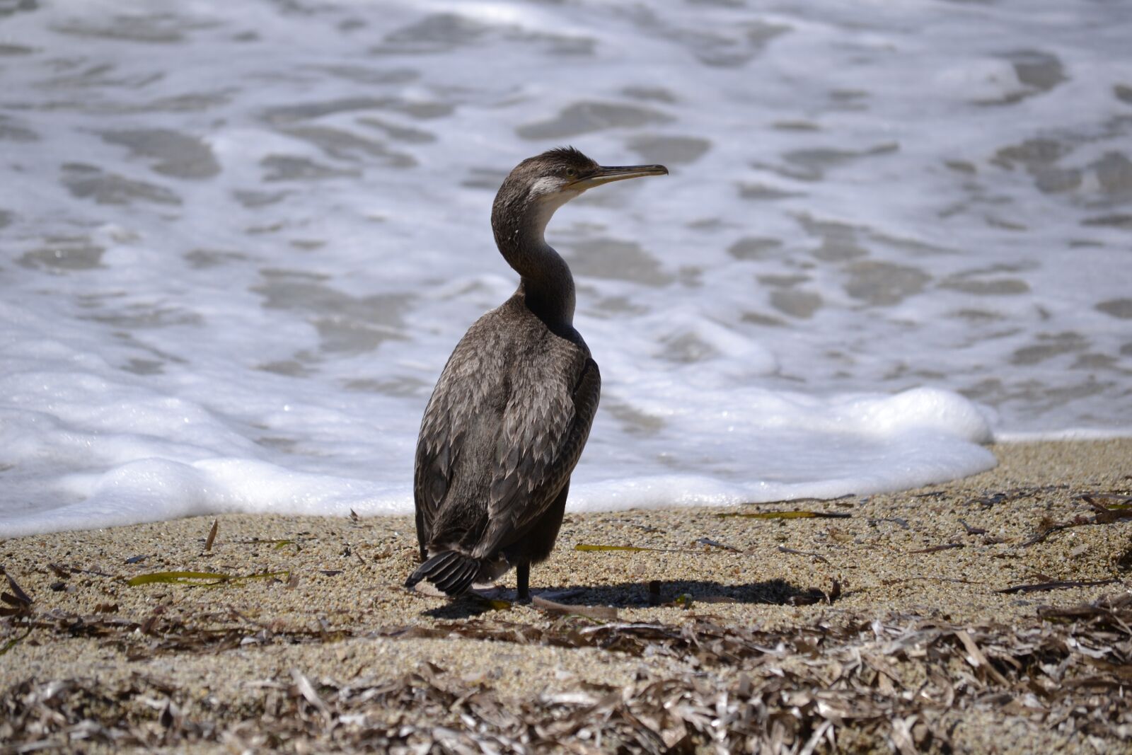 Nikon D3100 sample photo. Corsica wildlife, water bird photography
