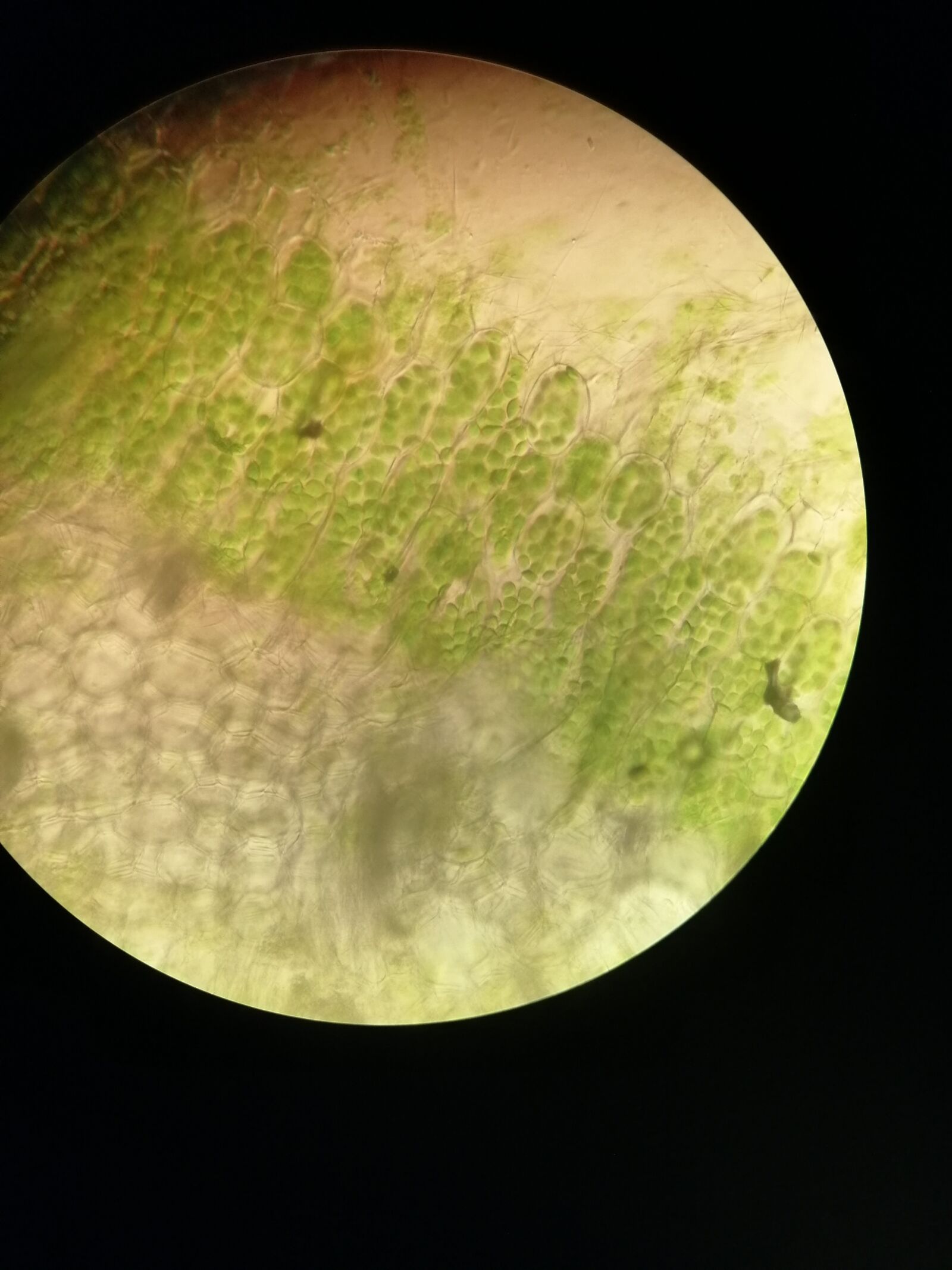 HUAWEI SNE-LX1 sample photo. Microscope, leaf, plant cells photography