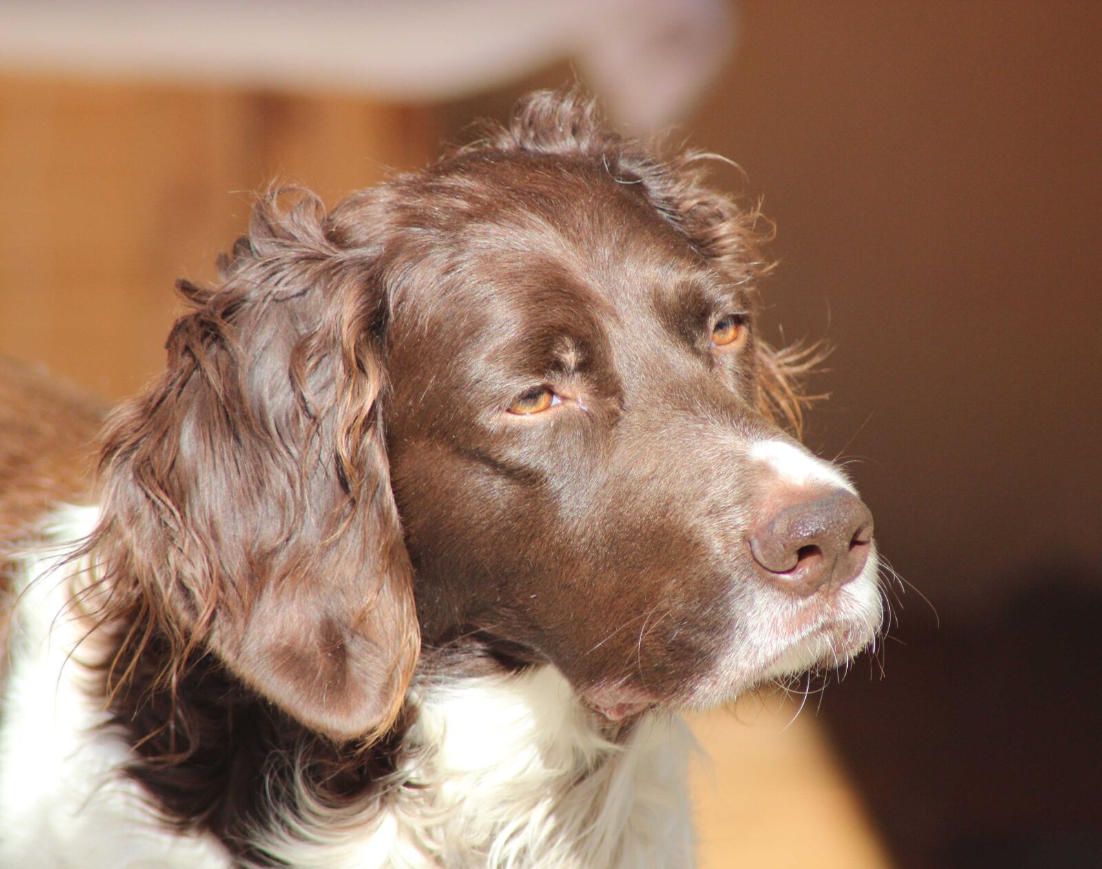 Canon EOS 600D (Rebel EOS T3i / EOS Kiss X5) sample photo. M nsterl nder, dog photography