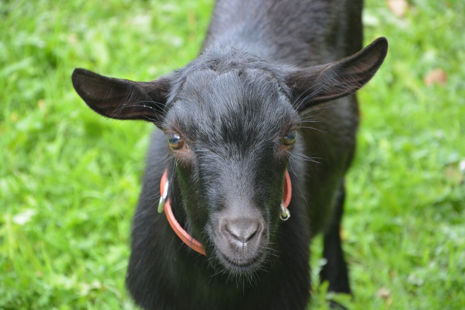 Nikon D5200 sample photo. Goat black, young goat photography