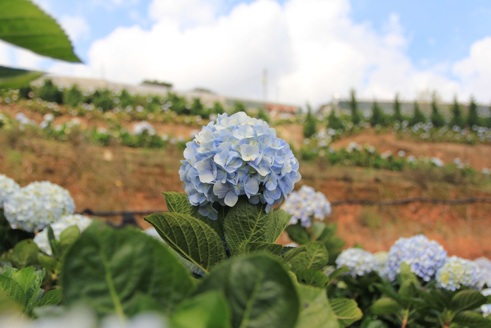 Canon EOS 60D sample photo. Flower, color, travel photography