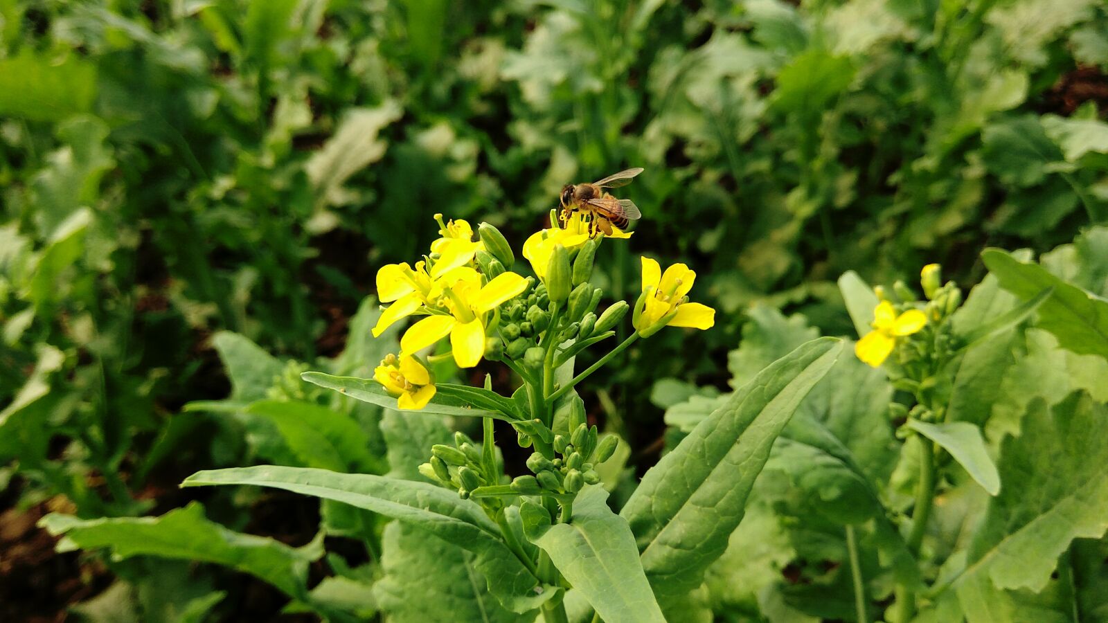 Xiaomi Redmi Note3 sample photo. Pic, taken, with, redmi photography