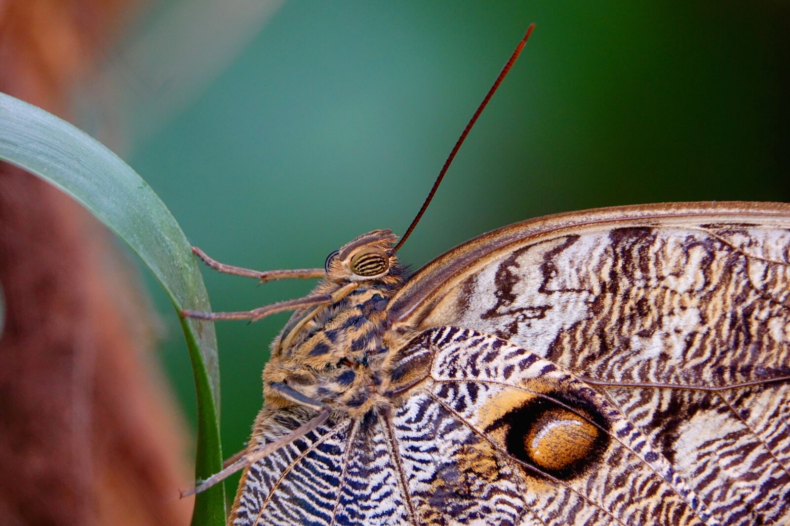Sony Cyber-shot DSC-RX10 III sample photo. Insect, butterfly, the eyes photography