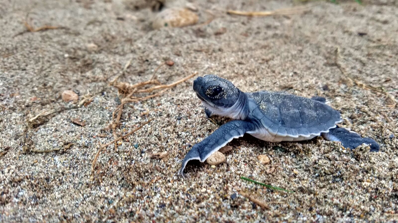Motorola Moto G (5) Plus sample photo. Animals, sea turtle, colors photography