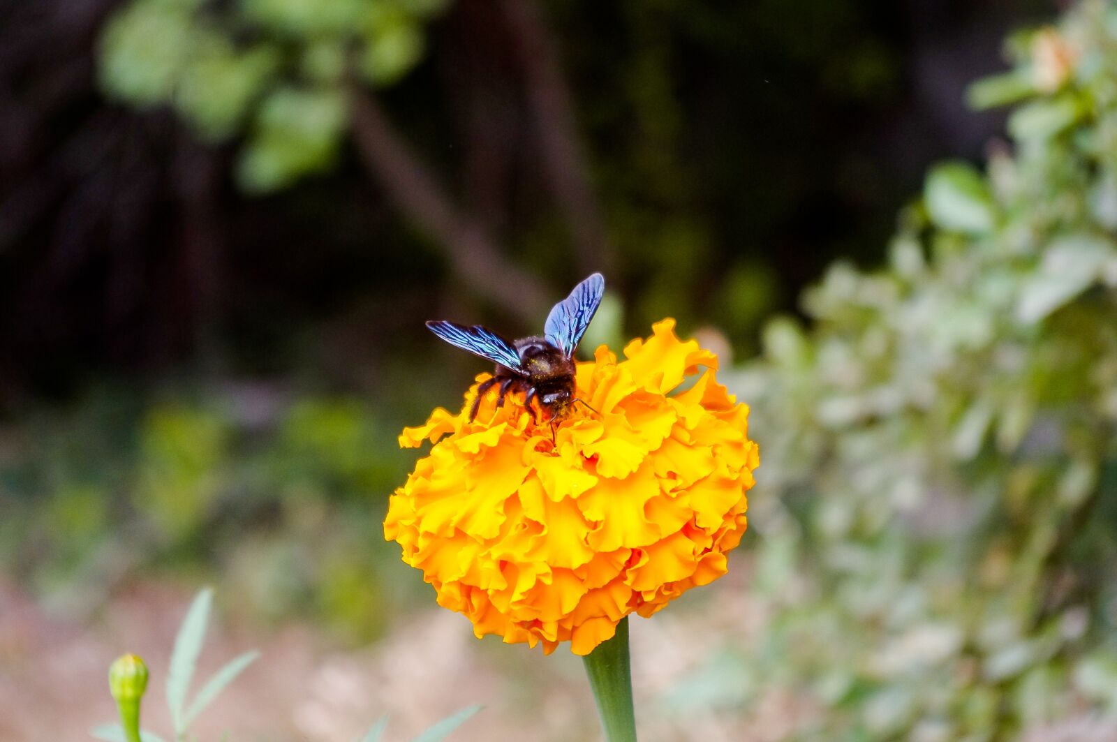 smc PENTAX-DA L 18-55mm F3.5-5.6 sample photo. Nature, insect, flower photography