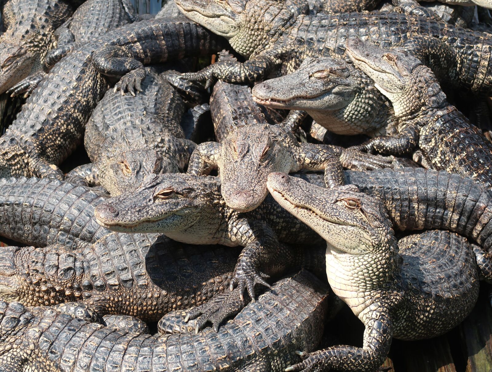 Canon PowerShot G7 X Mark II sample photo. Alligator, crocodile, predator photography