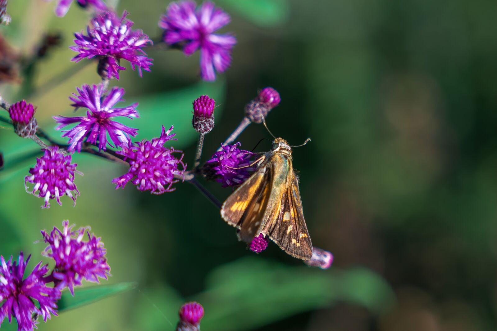 Sony a7R III sample photo. Butterfly, flowers, pollination photography
