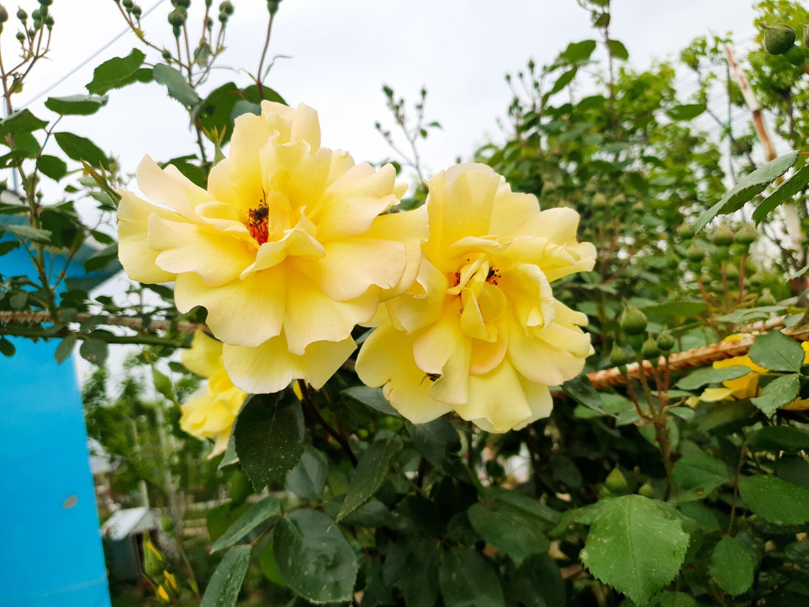 Samsung Galaxy S10e sample photo. Rose, yellow rose, flower photography