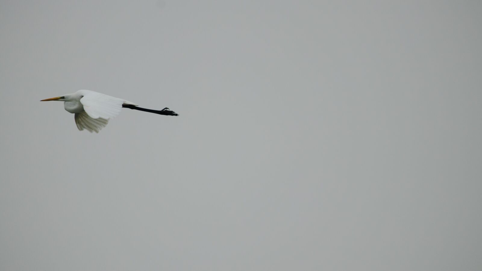 150-600mm F5-6.3 DG OS HSM | Contemporary 015 sample photo. Egret, sky, autumn photography