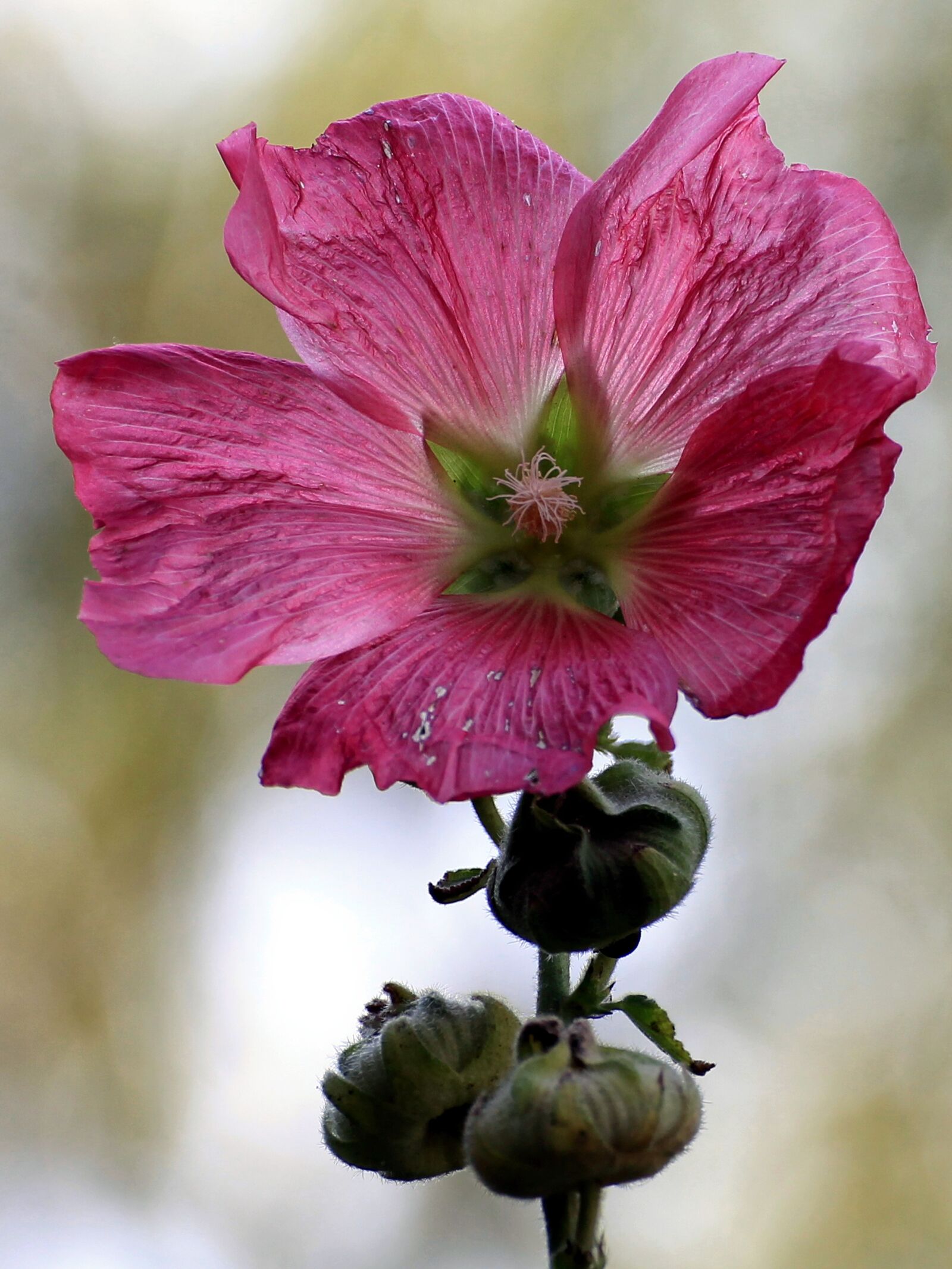 Canon EOS 1100D (EOS Rebel T3 / EOS Kiss X50) sample photo. Mallow, stock rose, blossom photography