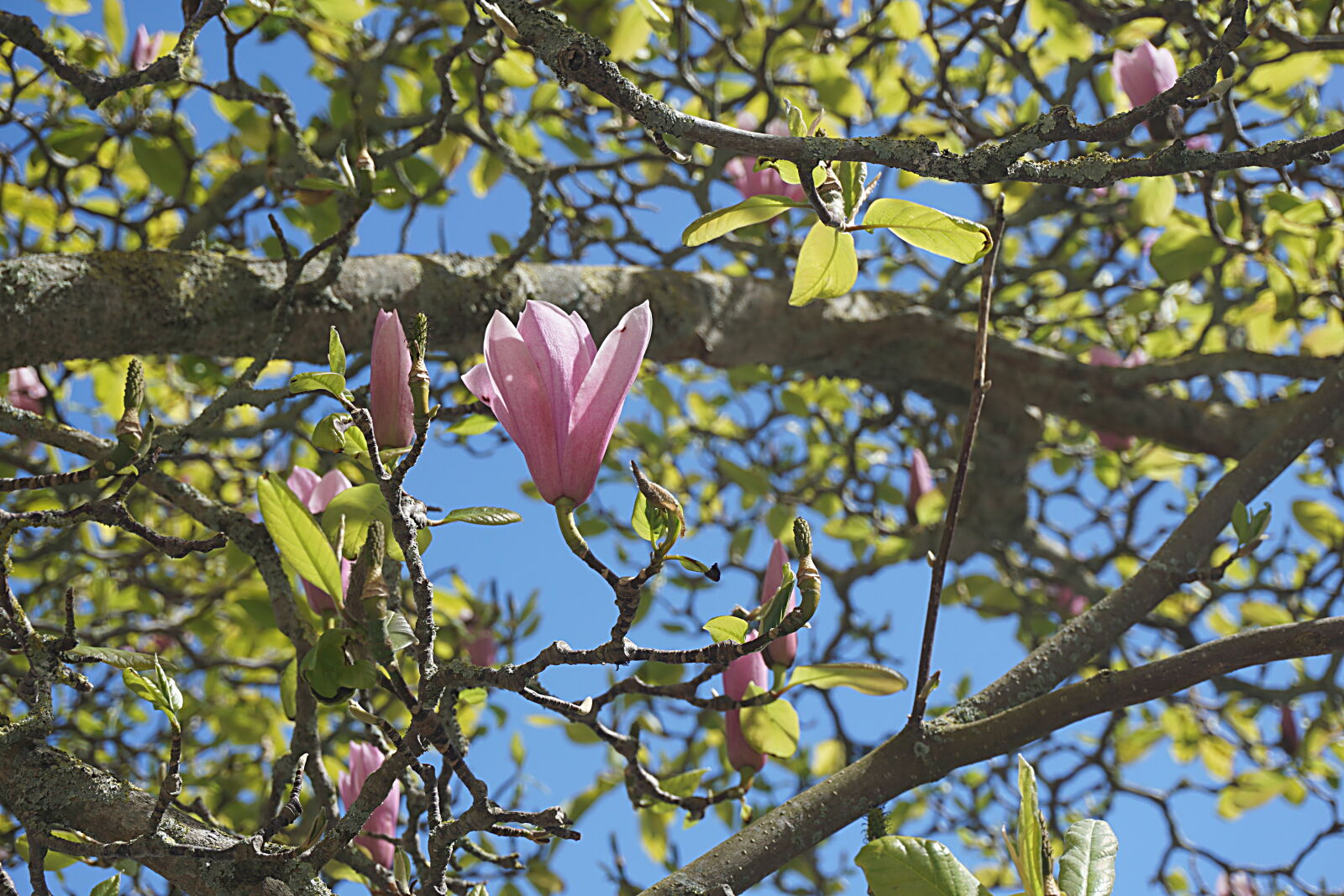 Sony a6000 sample photo. Arbre, fleurs, floraison, flore photography