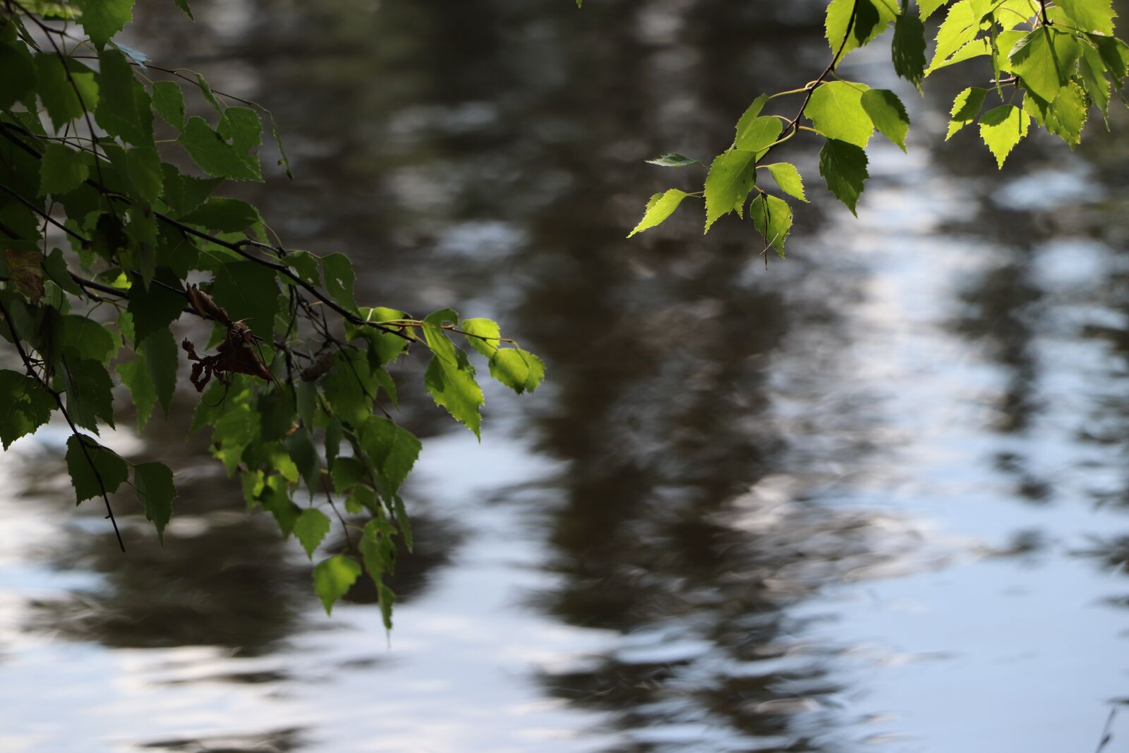 Canon EOS 800D (EOS Rebel T7i / EOS Kiss X9i) + Canon EF-S 18-135mm F3.5-5.6 IS STM sample photo. Water, leaves, green photography