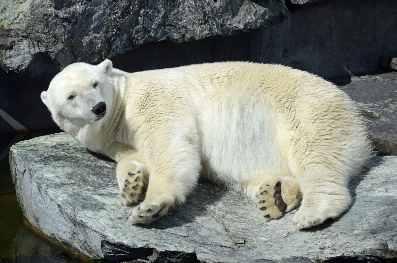 Nikon D7000 sample photo. Polar bear, zoo, white photography