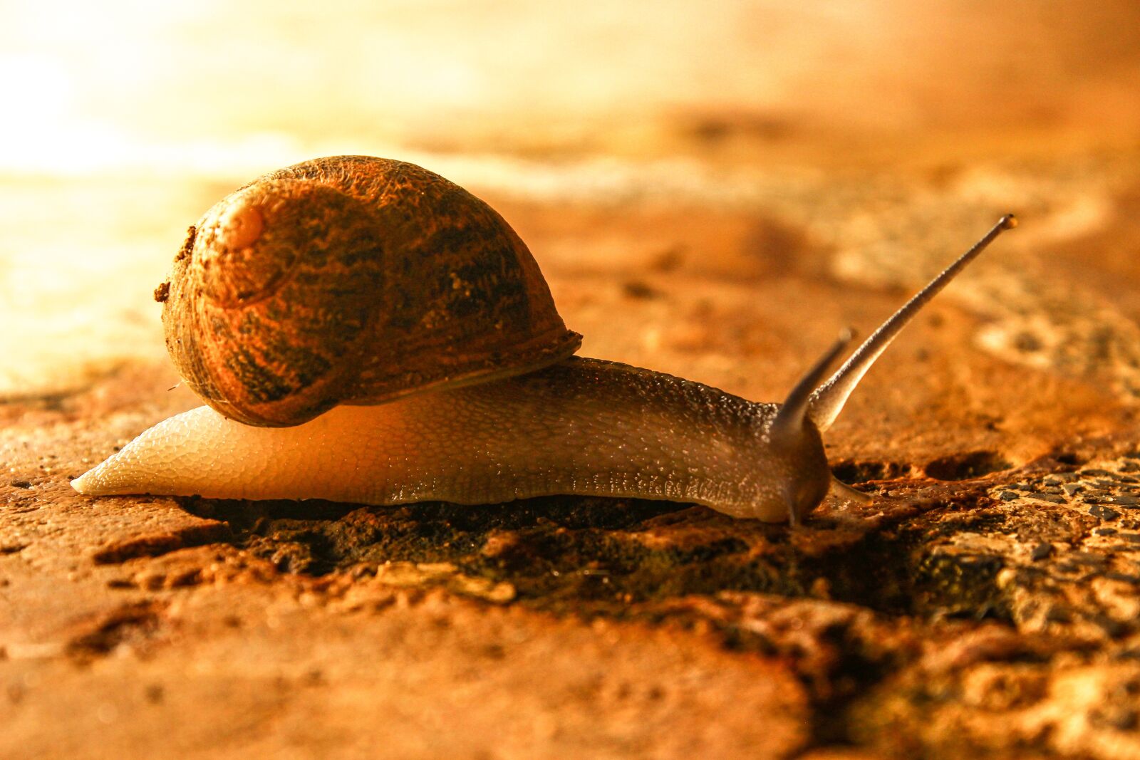 Canon EOS 600D (Rebel EOS T3i / EOS Kiss X5) sample photo. Snail, animal, nature photography