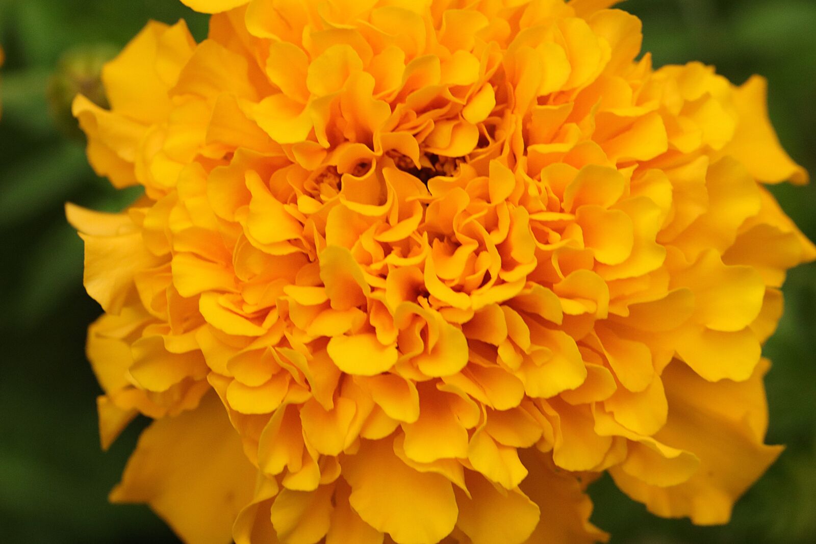Canon EOS 80D sample photo. Flower, petals, yellow photography