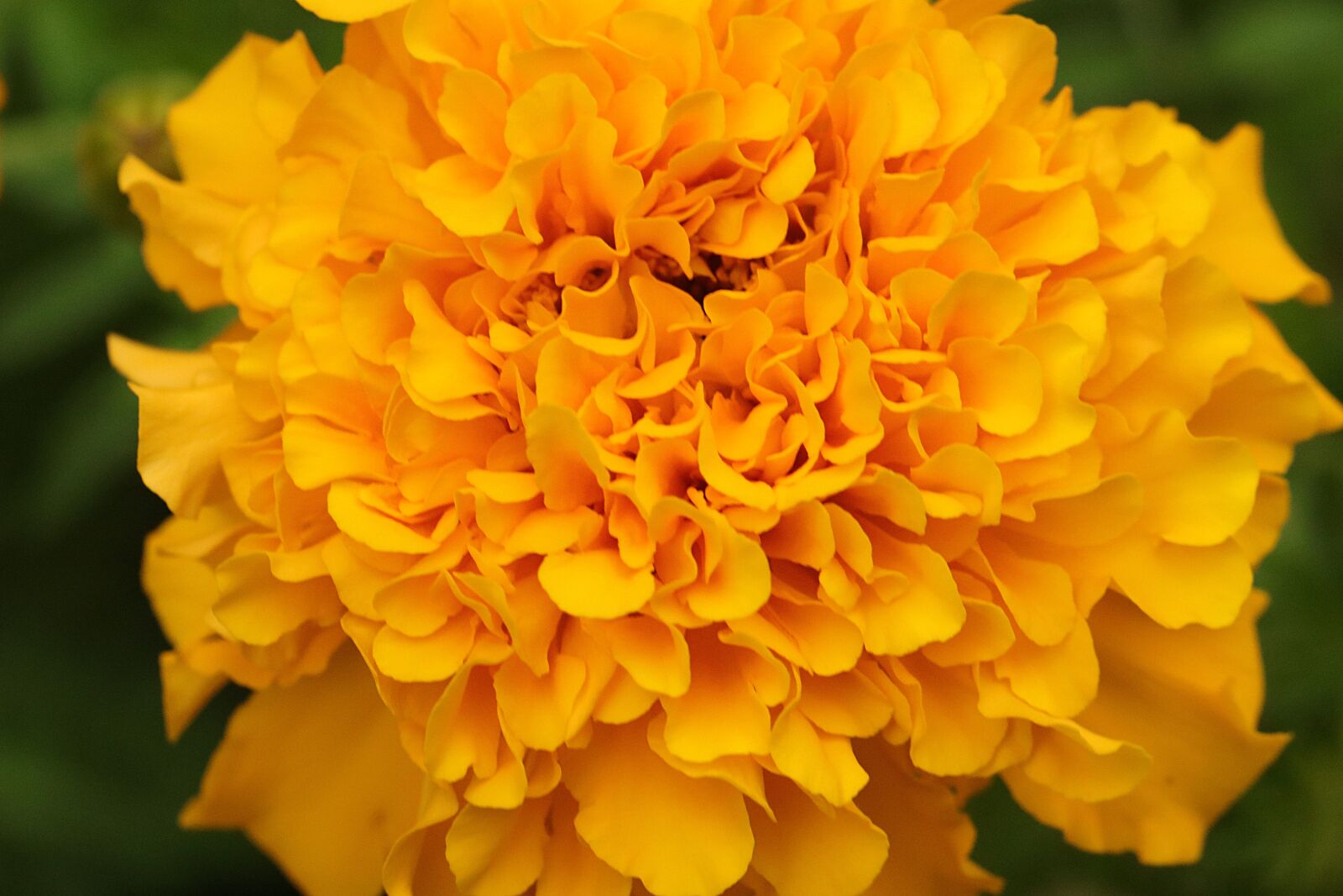 Canon EOS 80D + Canon EF 100mm F2.8L Macro IS USM sample photo. Flower, petals, yellow photography