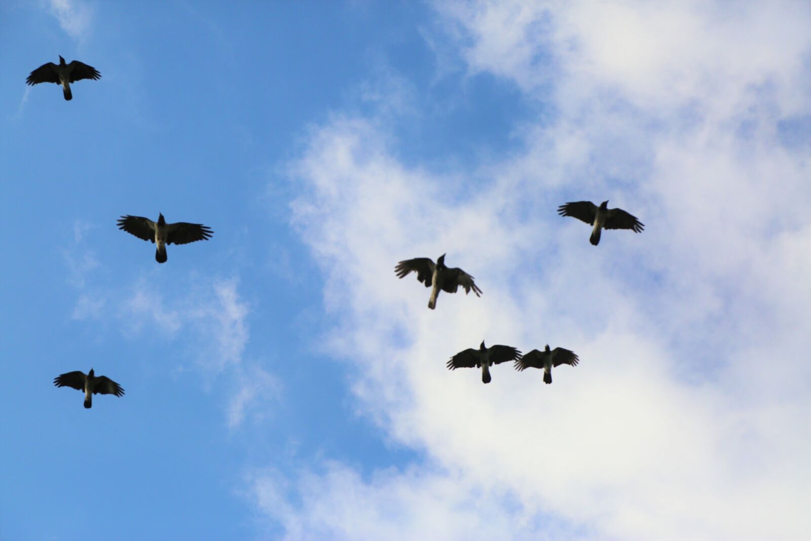 Canon EF 24-105mm F4L IS USM sample photo. Birds, sky, nature photography