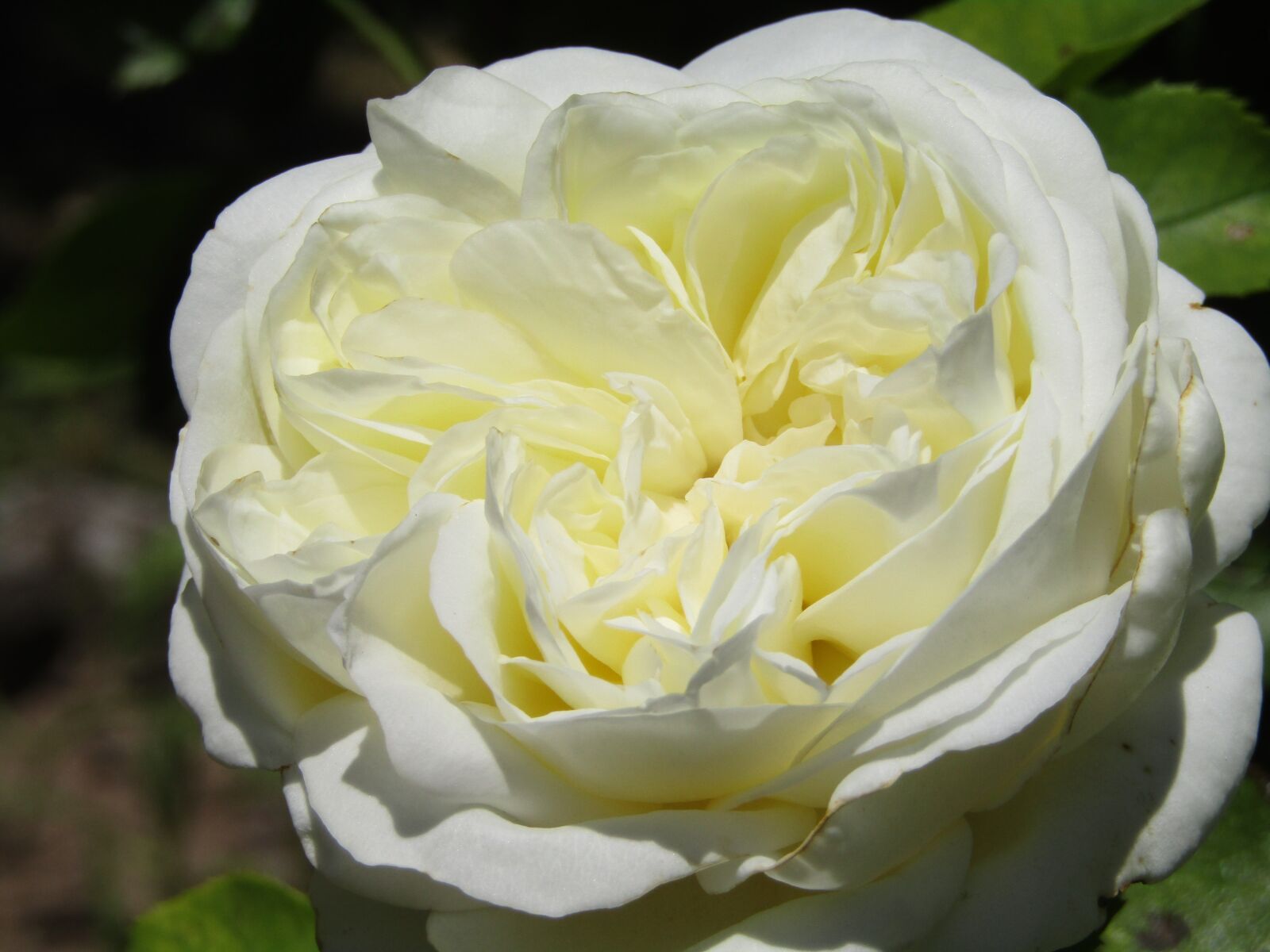 Canon POWERSHOT SX432 IS sample photo. Rose, white, filled photography