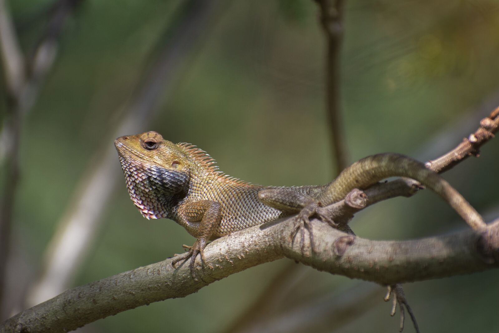 Nikon D7500 sample photo. Lizard, salamander, gecko photography
