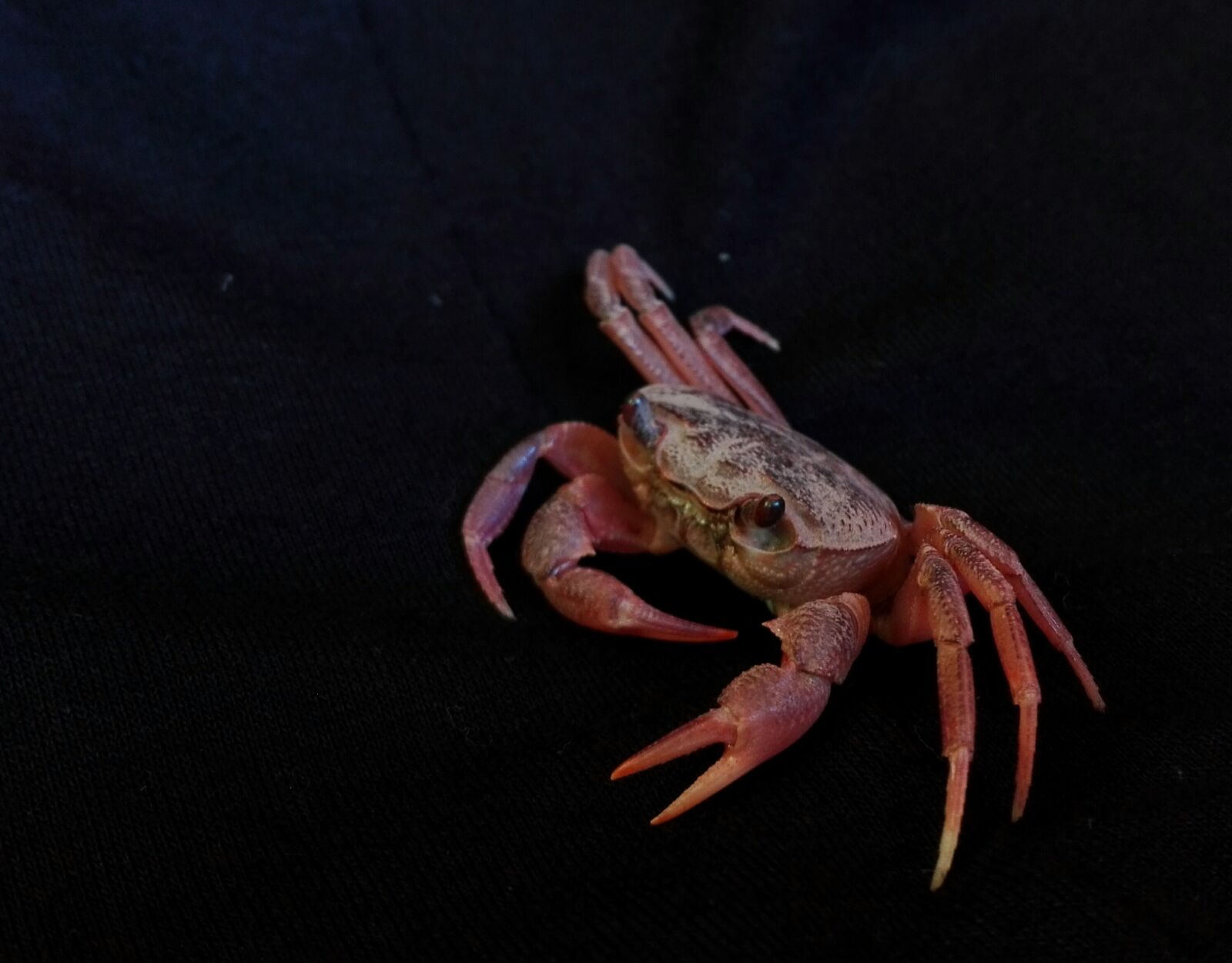 HUAWEI Y6II sample photo. Macro, detail, crab photography