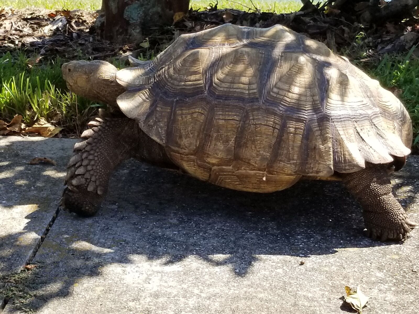 Samsung Galaxy S8+ sample photo. Turtle, tortoise, animal photography