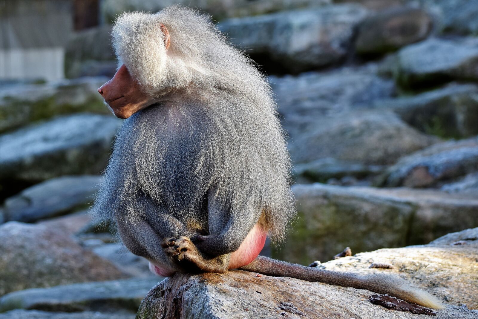 Nikon D7200 sample photo. Baboon, monkey, primate photography