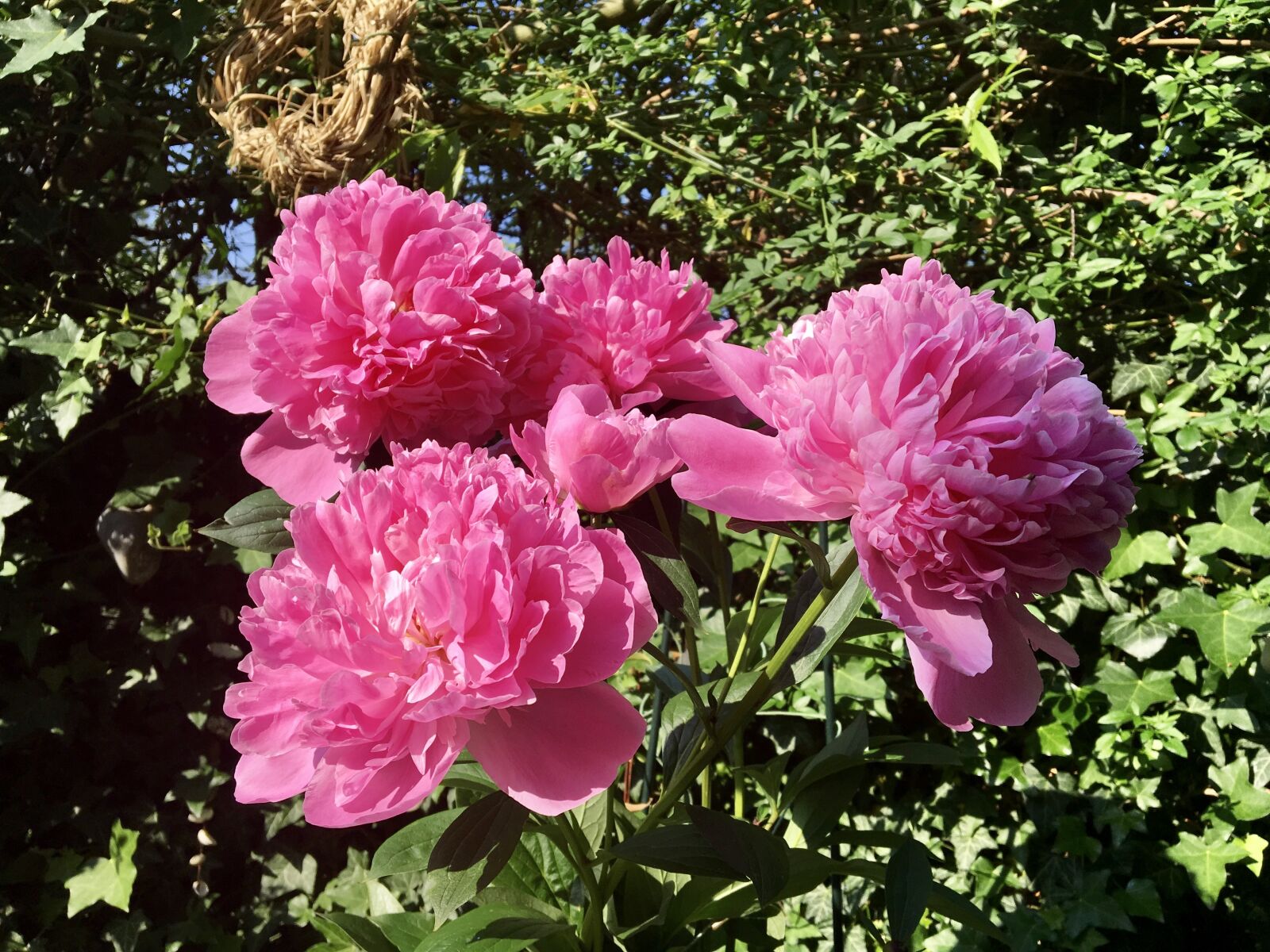 iPad Pro back camera 4.15mm f/2.2 sample photo. Peony, garden, nature photography