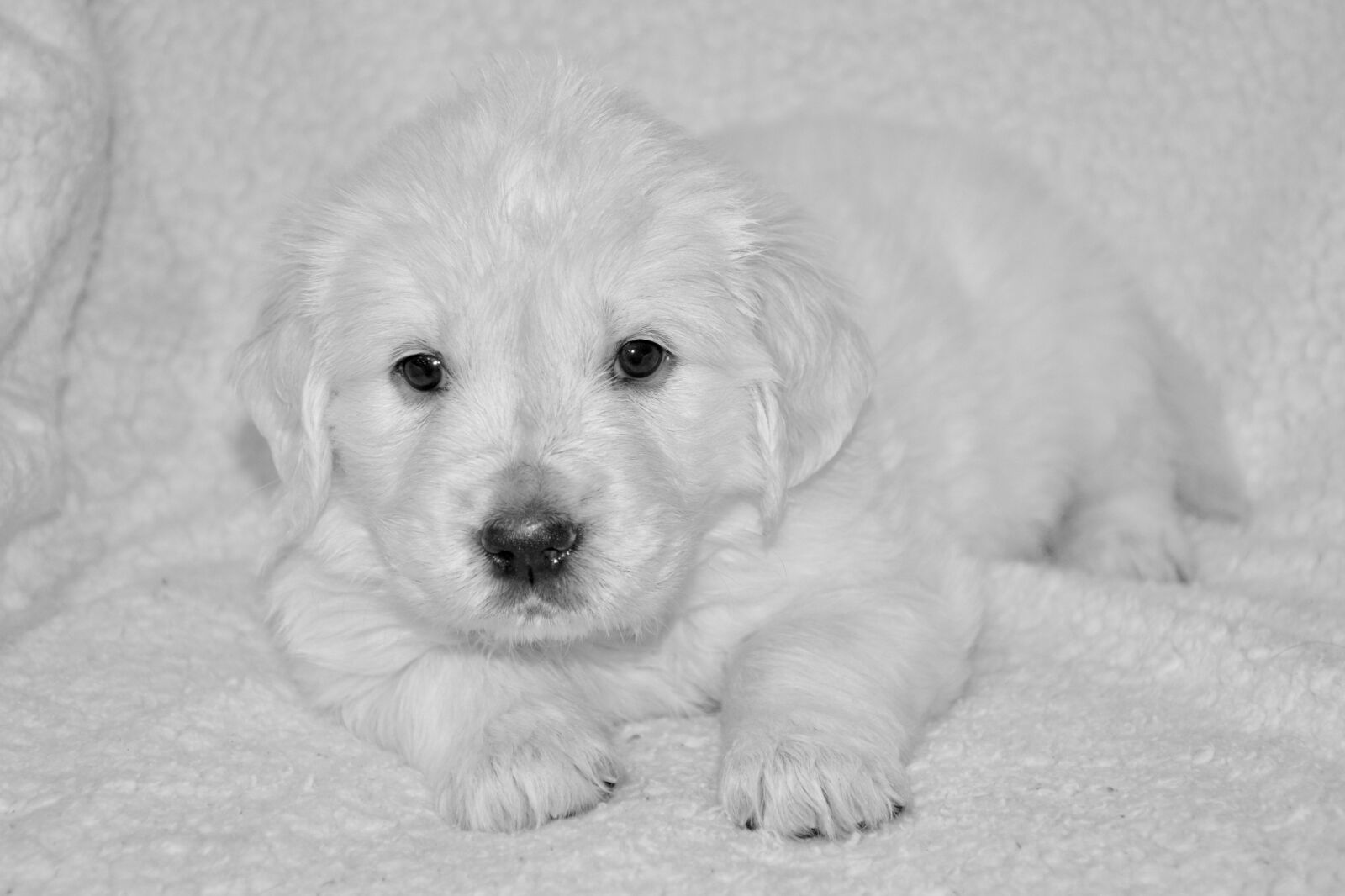 Nikon D5200 sample photo. Puppy dog, golden retriever photography