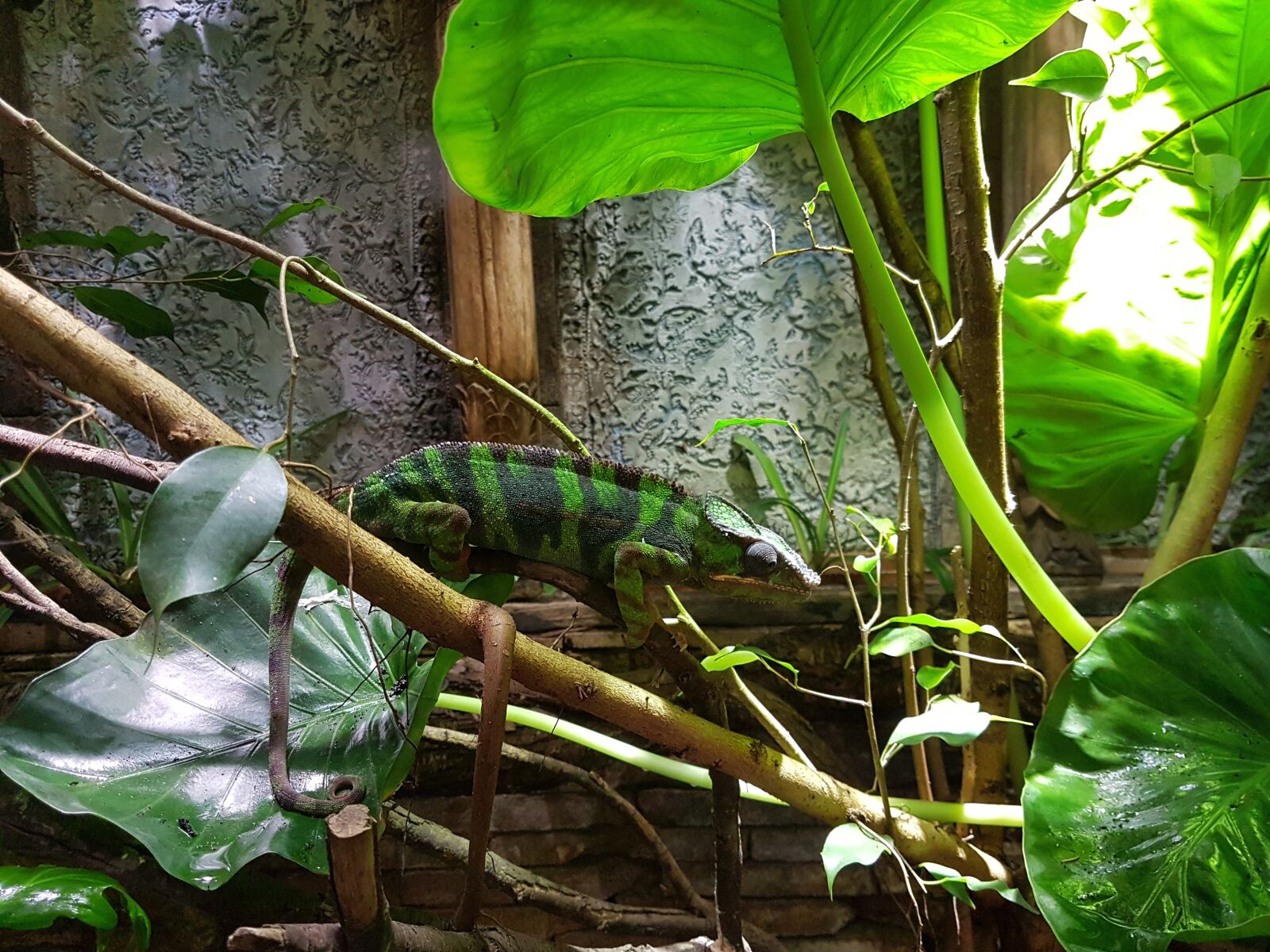 Samsung Galaxy S7 sample photo. Zoo, nature, summer photography