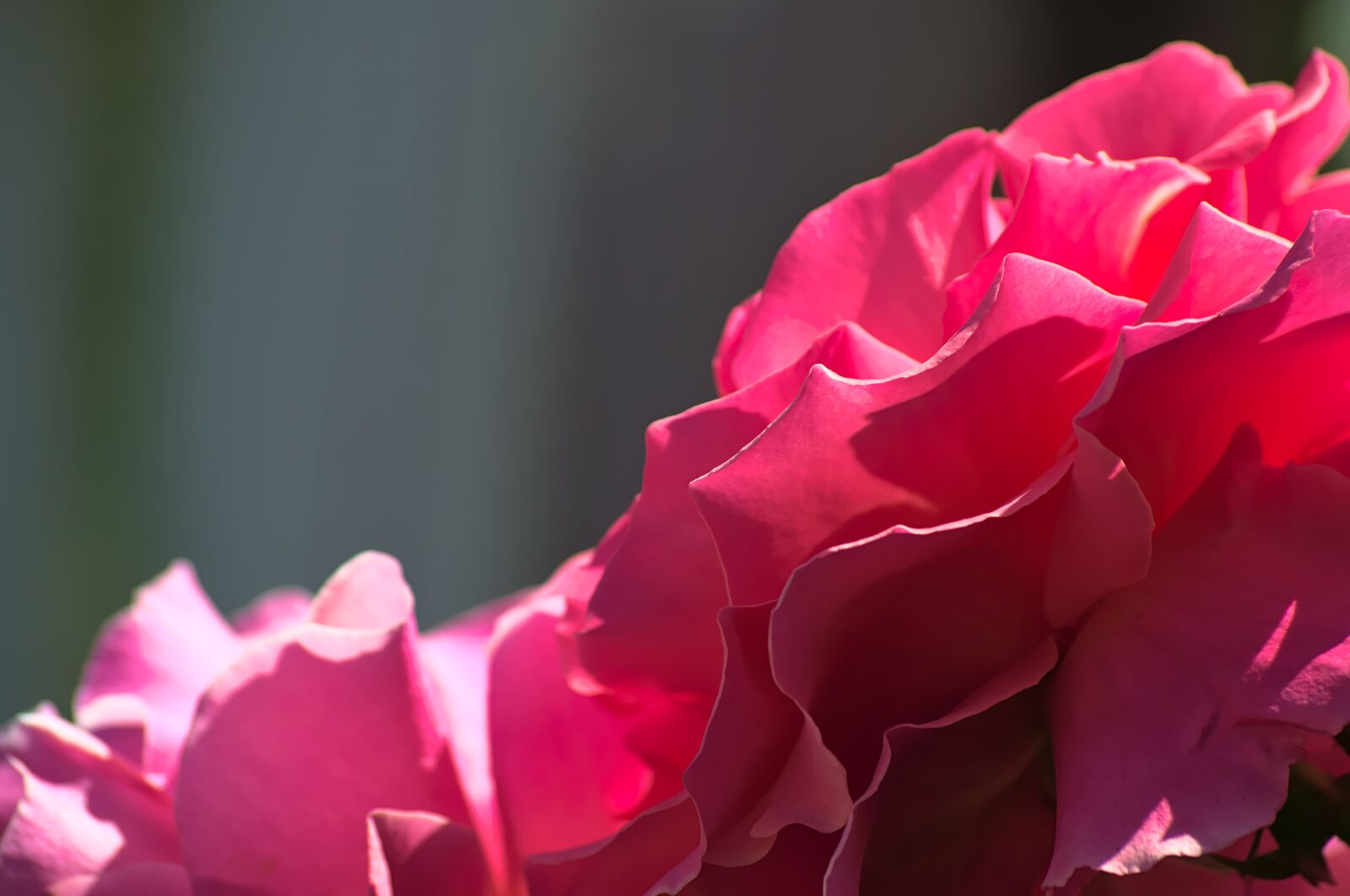 Nikon D3100 sample photo. Pink, rose, flower photography