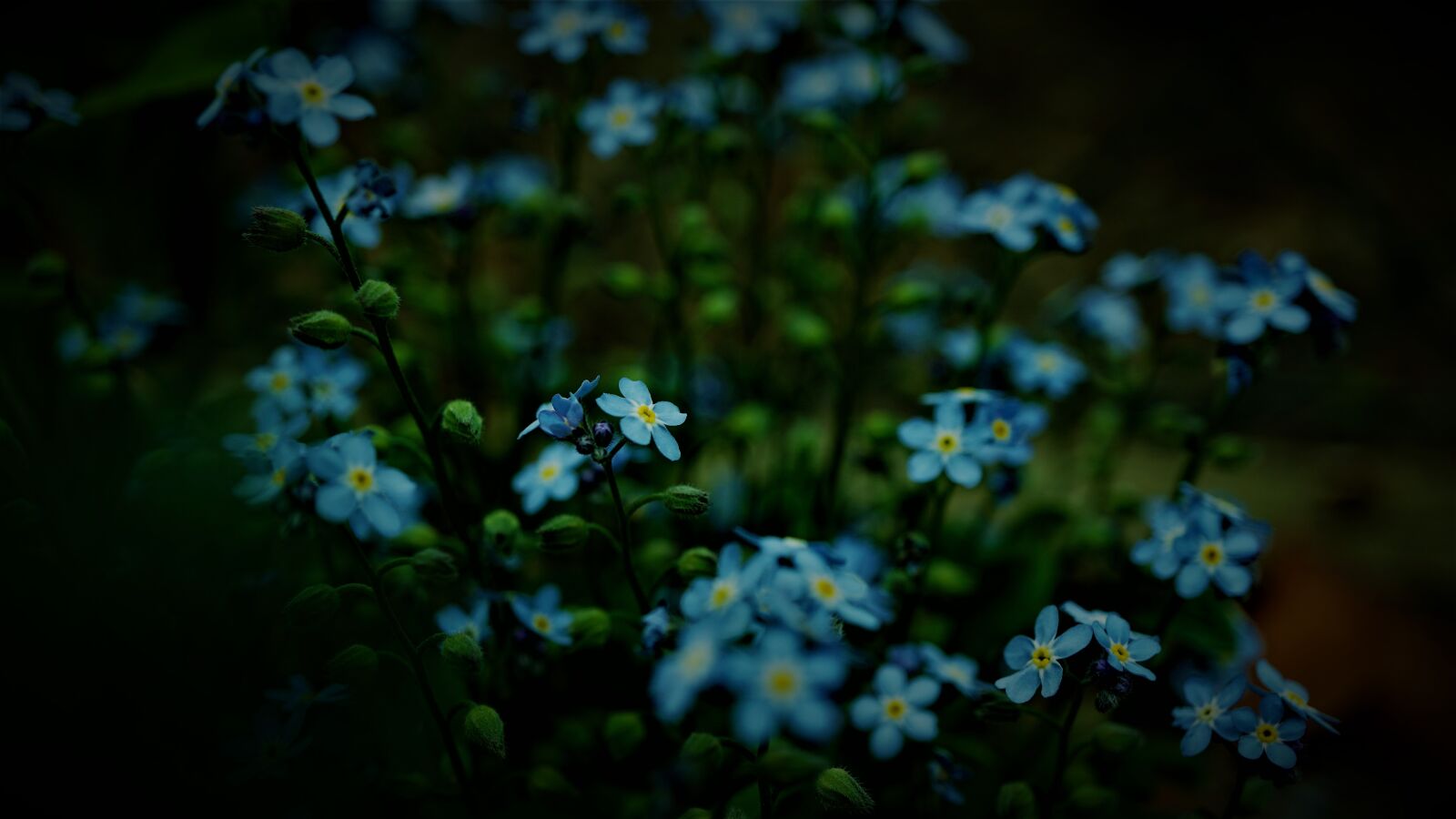 Sony a6000 + Sony E 30mm F3.5 Macro sample photo. Forget me not, blue photography