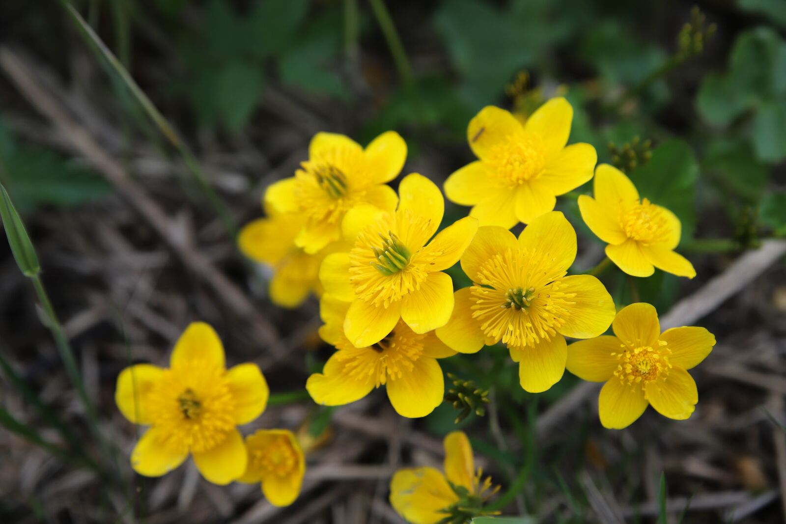 Canon EOS 6D Mark II sample photo. Marsh marigold, yellow flower photography