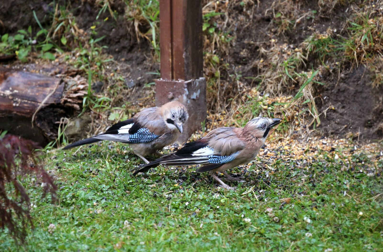 Canon EOS 6D sample photo. Jay, bird, foraging photography