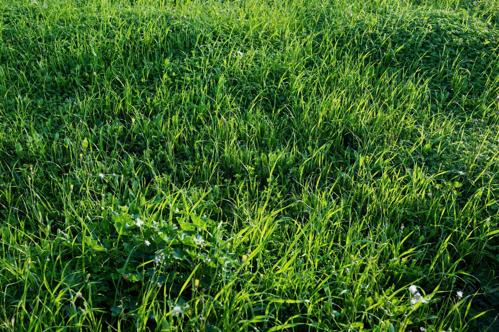 Sony Cyber-shot DSC-RX1 sample photo. Vegetation, grass, lawn photography
