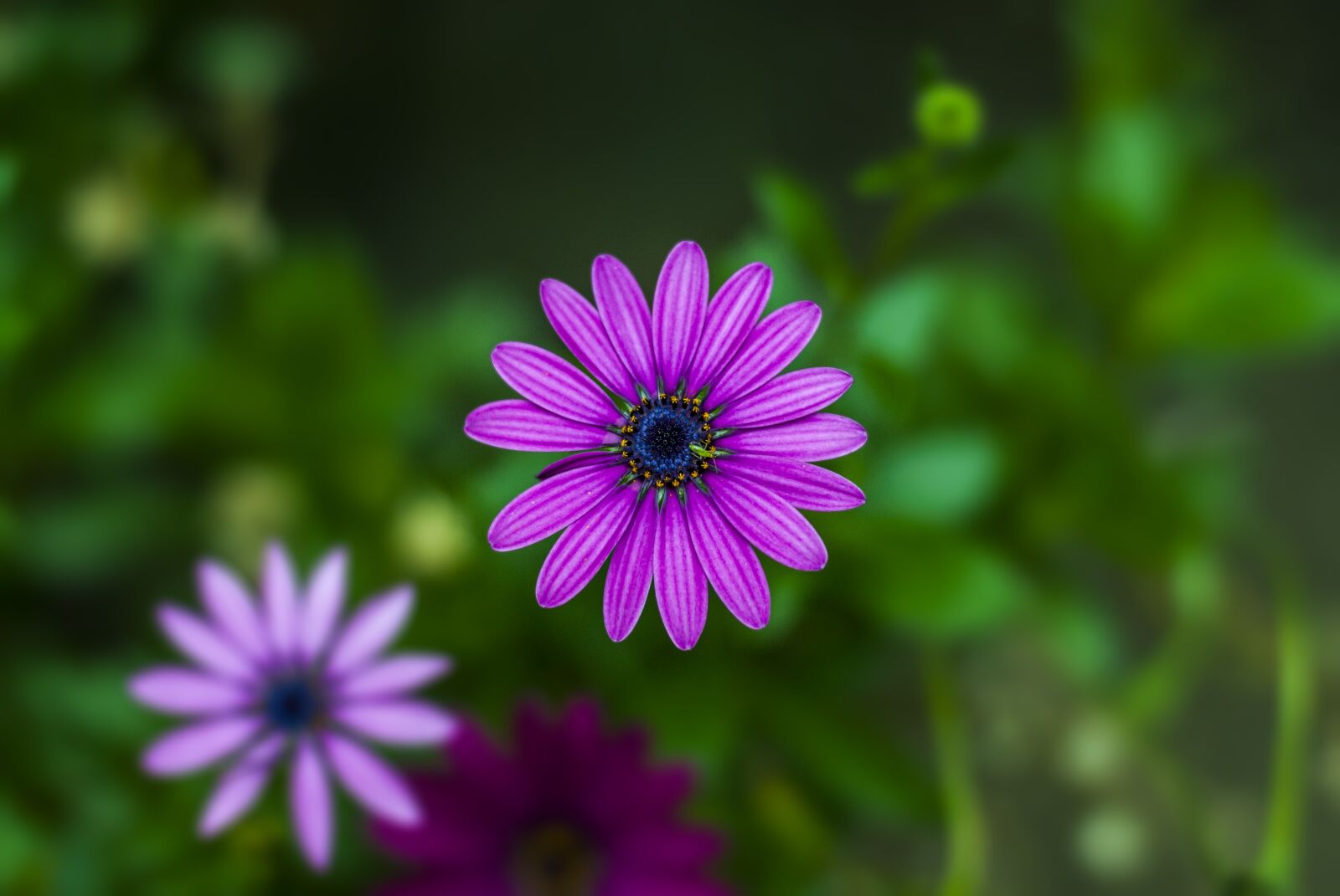 Nikon D60 sample photo. Flower g rbel, flower photography