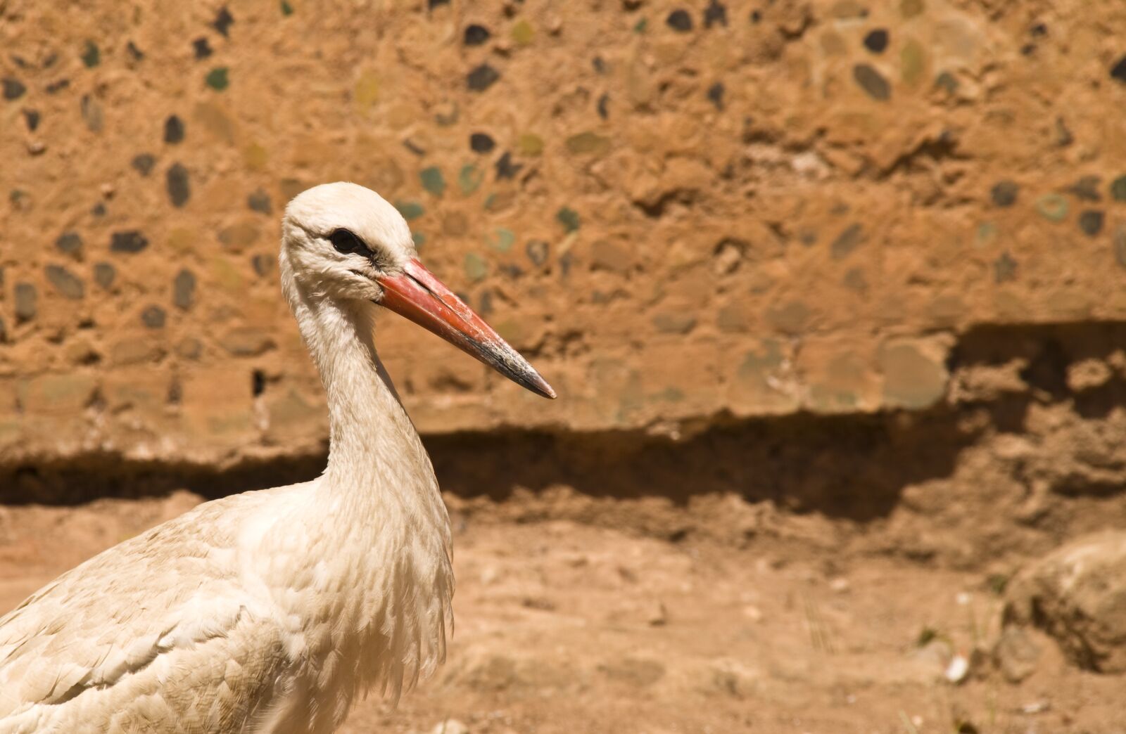 Pentax K-30 sample photo. Stork, rattle stork, africa photography