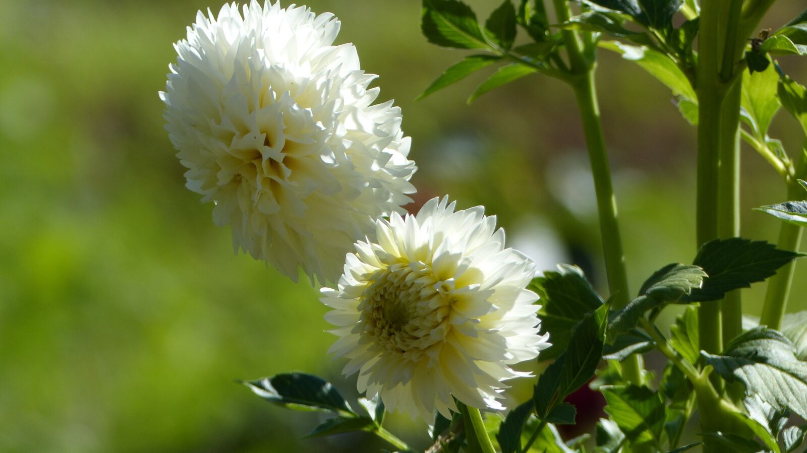 Panasonic Lumix DMC-FZ200 sample photo. Flower, dahlia, dahlia garden photography