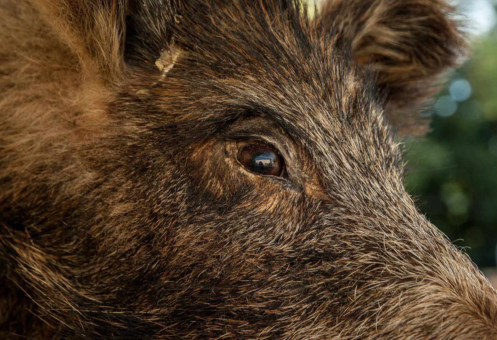 Pentax K10D sample photo. Wild boar, hunting, game photography