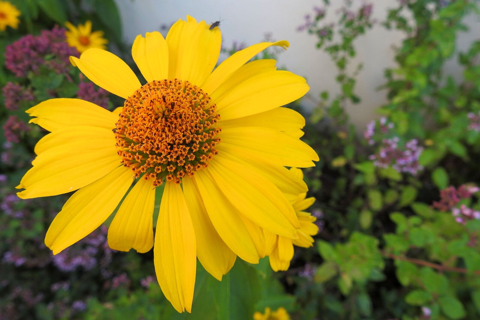 Nikon Coolpix P900 sample photo. Coneflower, yellow, yellow flowers photography