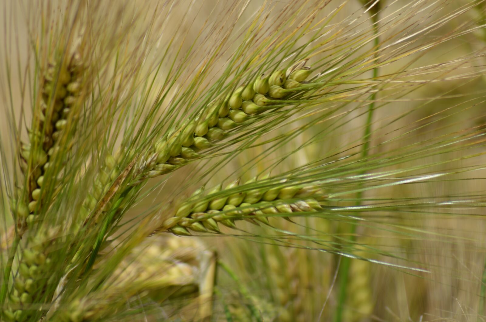 Nikon D5100 sample photo. Barley, cereal, agriculture photography